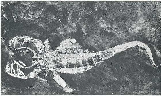 kroksund sjoskorpion